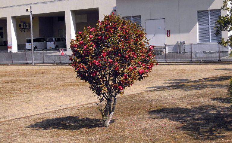 パレス松洲入り口の椿