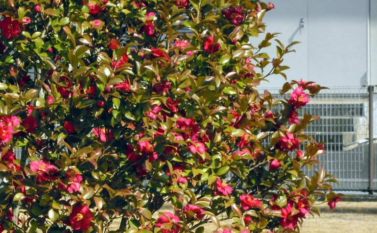 パレス松洲入り口の椿