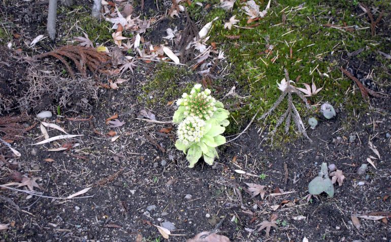 円通院のふきのとう