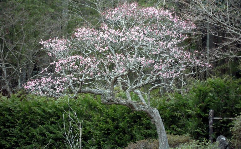 円通院の紅梅