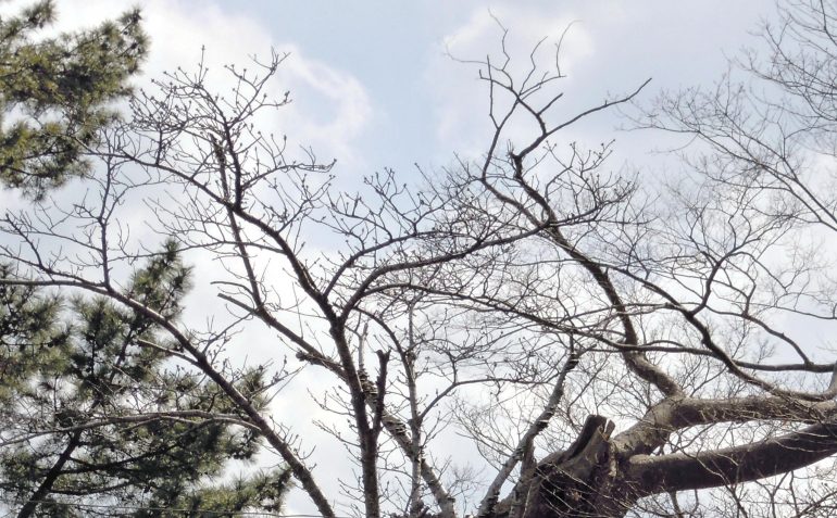 観瀾亭脇の桜の木