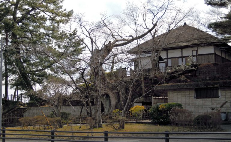 観瀾亭脇の桜の木