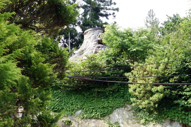 夫婦欅の切り株