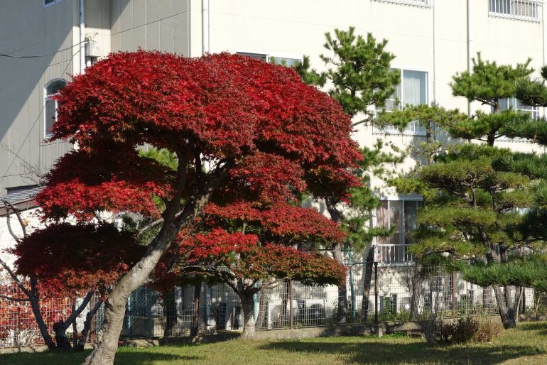 パレス松洲敷地入口の紅葉