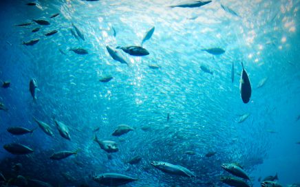 仙台うみの杜水族館