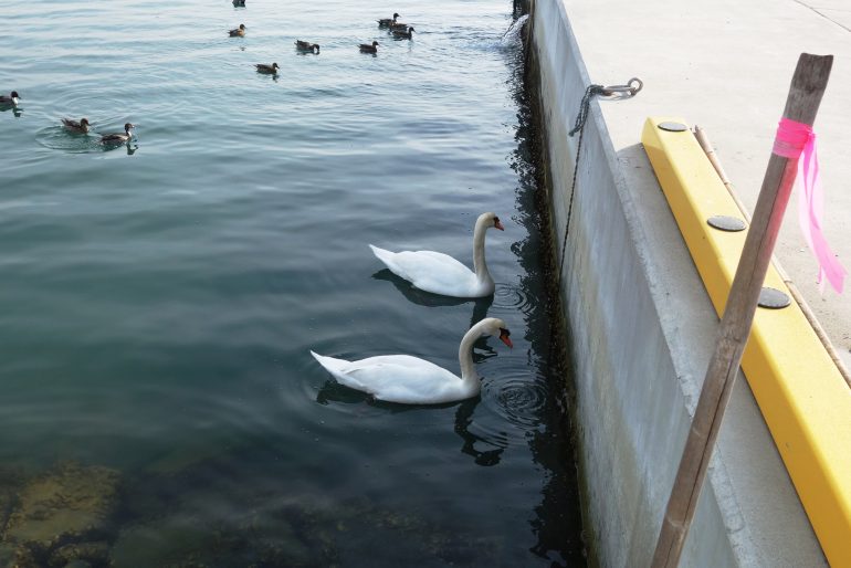 白鳥もいました