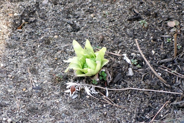 カフェ・アルバートのふきのとう