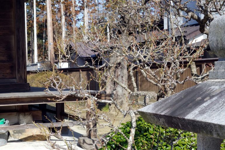 三聖堂の梅の木