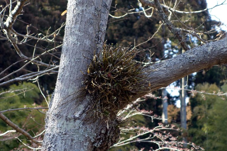 円通院のセッコク