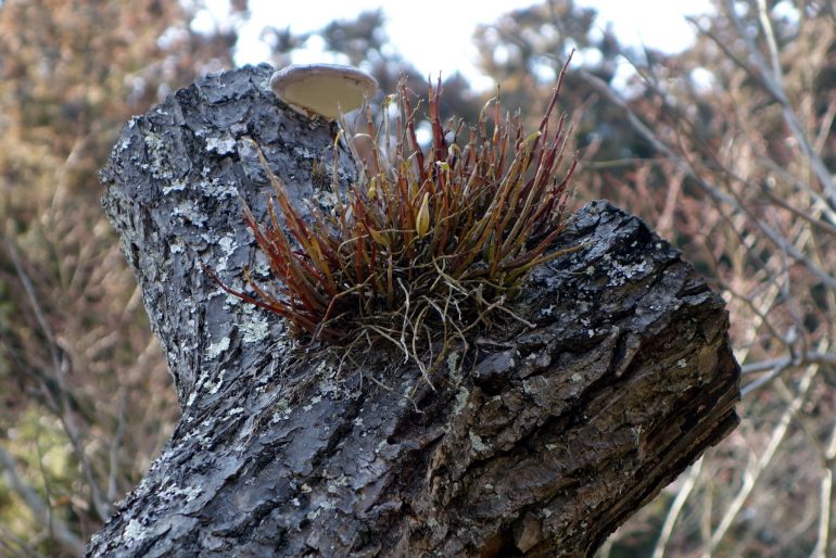 円通院のセッコク