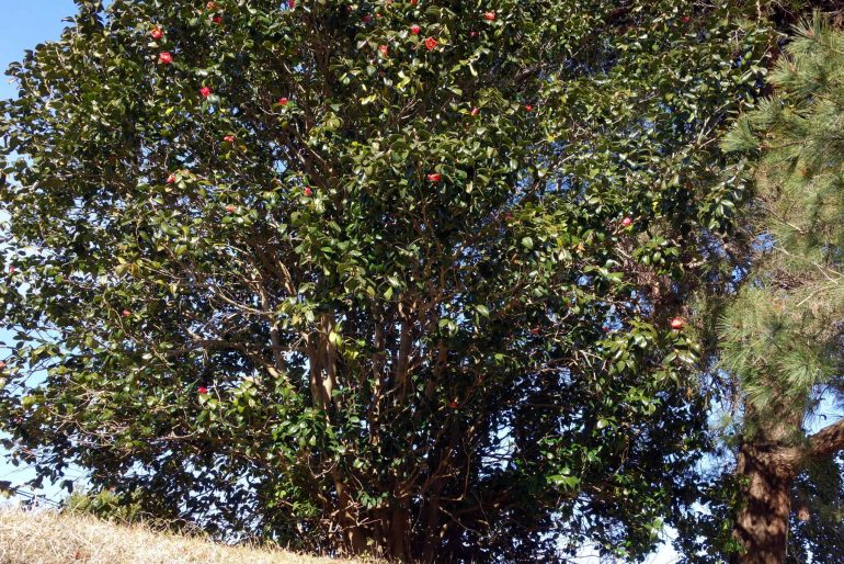 五大堂透かし橋脇の椿