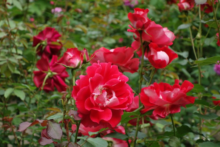 円通院の薔薇