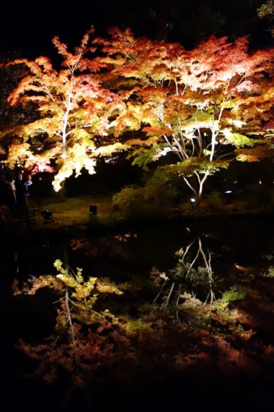 松島紅葉ライトアップ（円通院・心字の池）