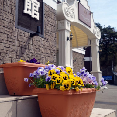 ザ・ミュージアム松島のエントランス前のパンジー
