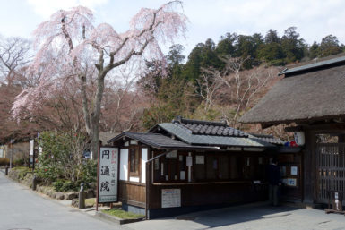 円通院山門脇の桜