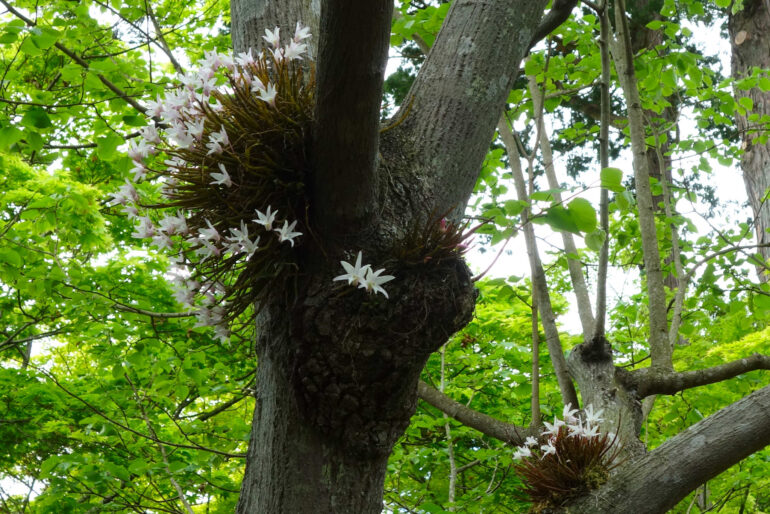 セッコク（円通院）