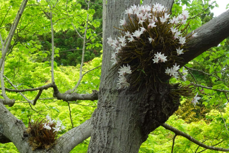 セッコク（円通院）