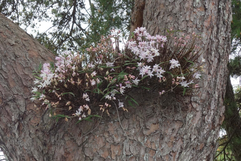 セッコク（観瀾亭）