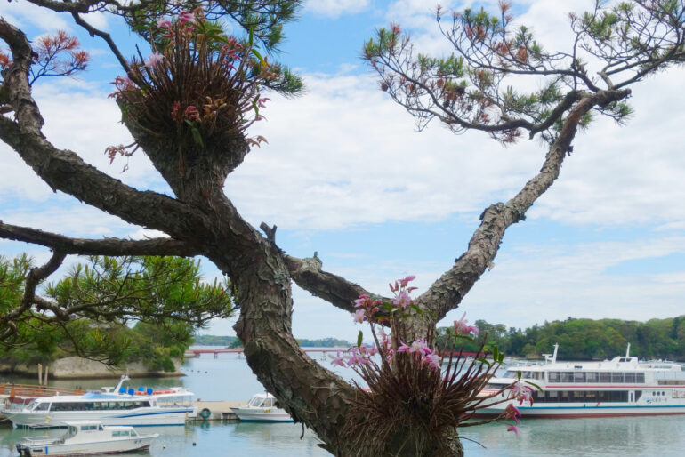 セッコク（観瀾亭）