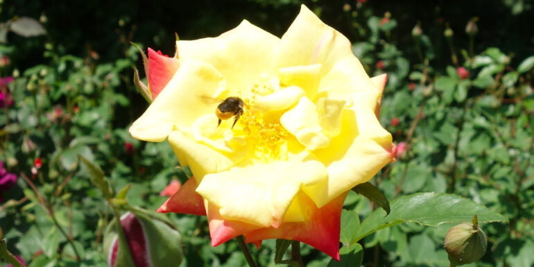 円通院 バラ園の薔薇とみつばち 円通院 バラ園の薔薇とみつばち