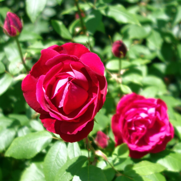 円通院　バラ園の薔薇