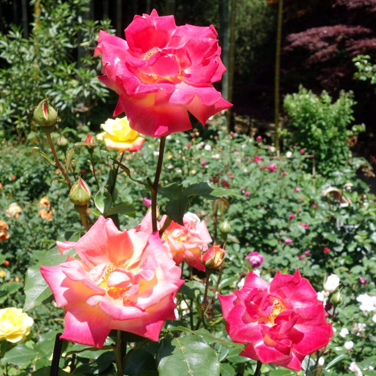 円通院　バラ園の薔薇