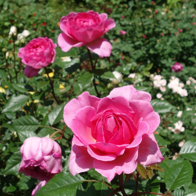 円通院　バラ園の薔薇