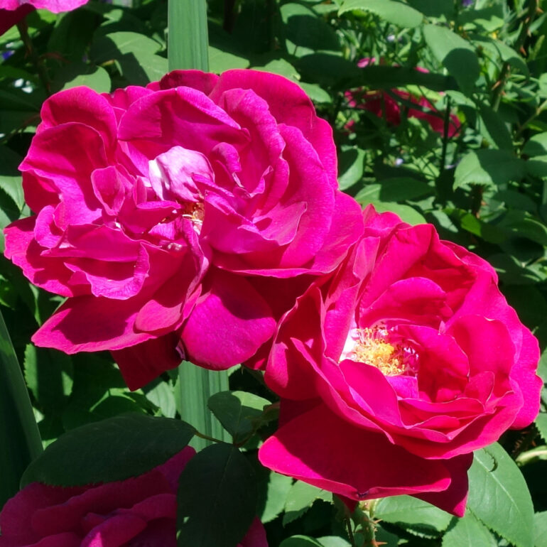 円通院　バラ園の薔薇