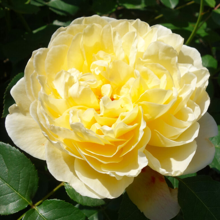 円通院 バラ園の薔薇 円通院 バラ園の薔薇