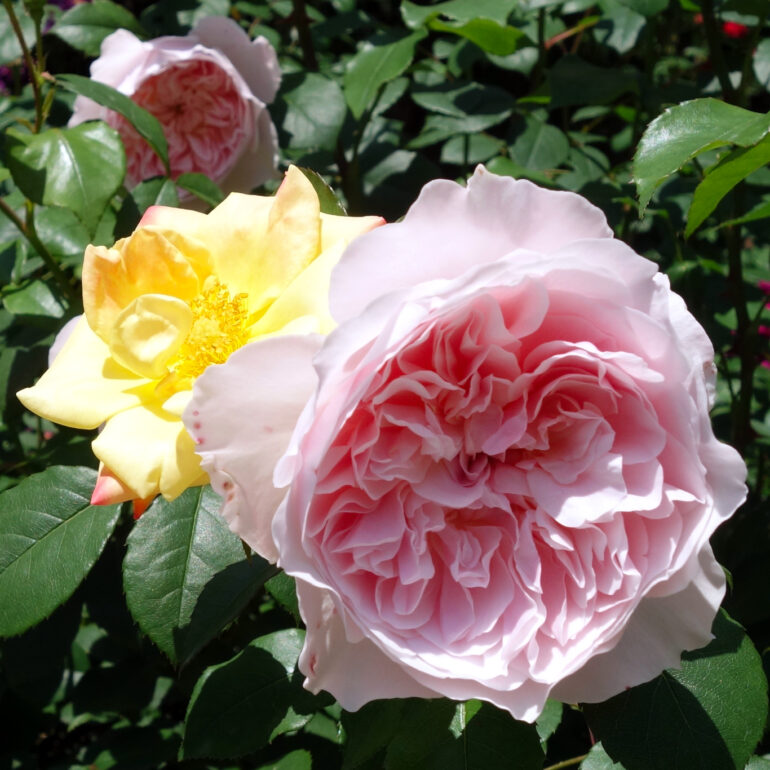 円通院　バラ園の薔薇