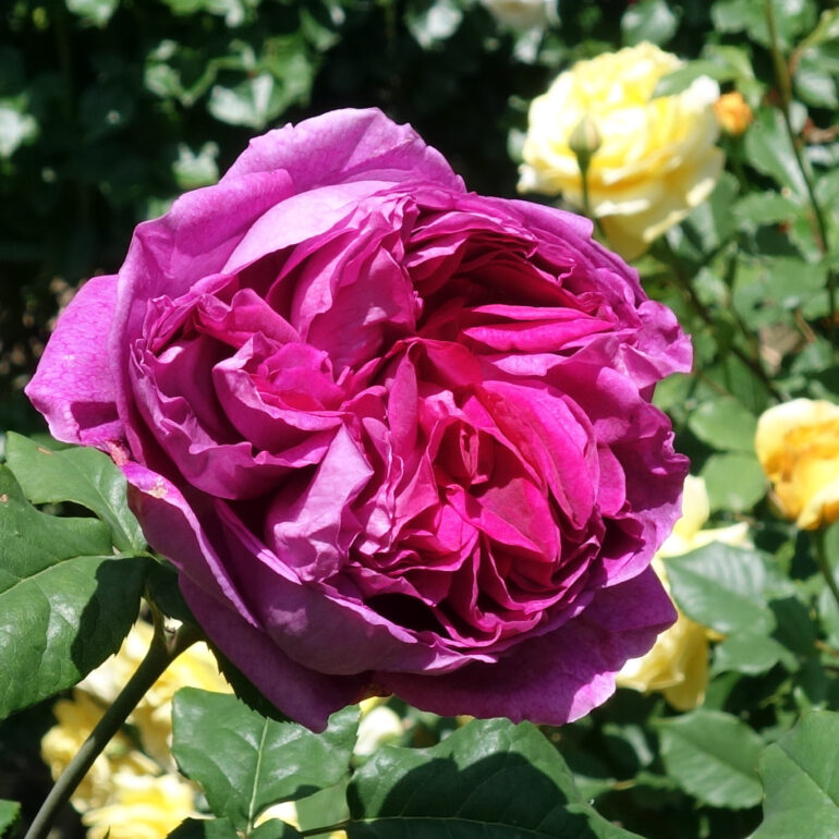円通院　バラ園の薔薇