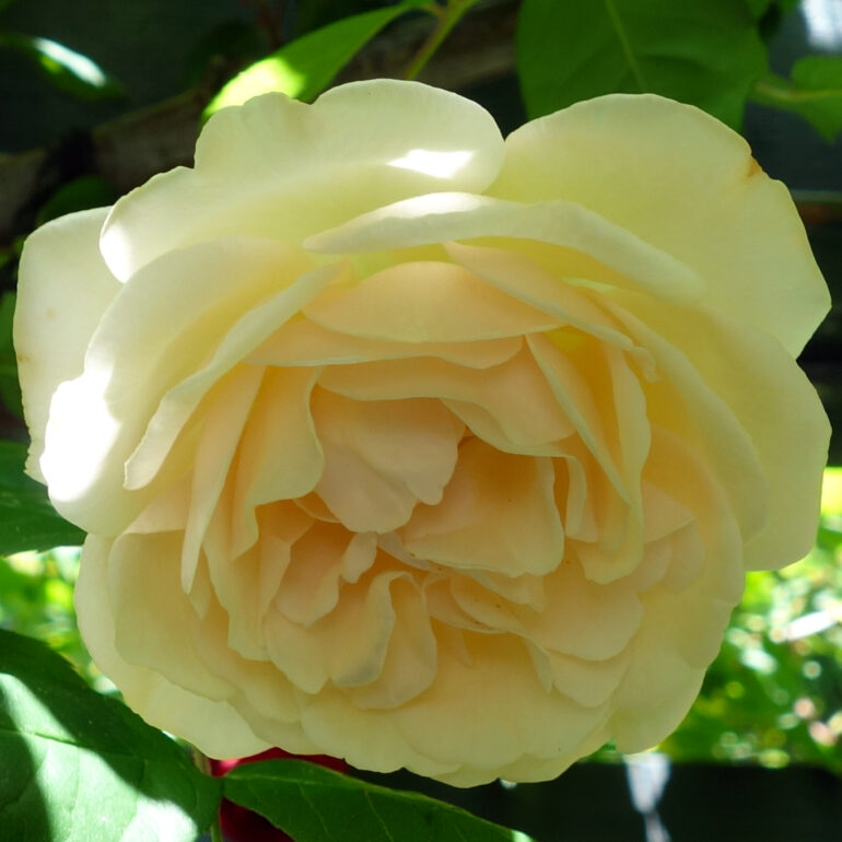 円通院 バラ園の薔薇 円通院 バラ園の薔薇