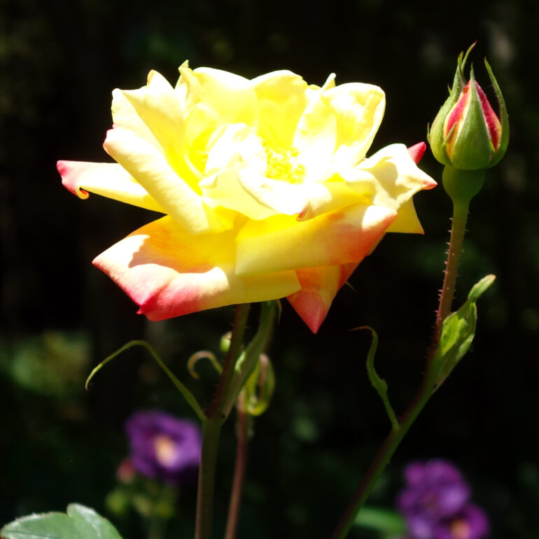 円通院　バラ園の薔薇