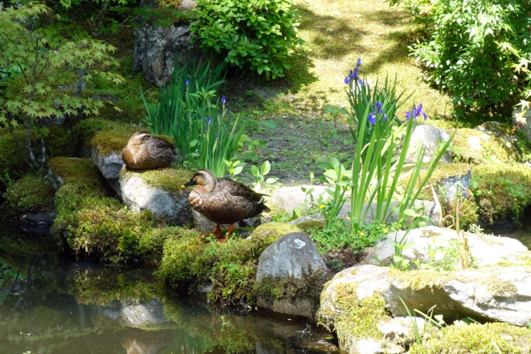 心字の池の鴨