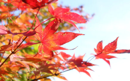 松島の紅葉