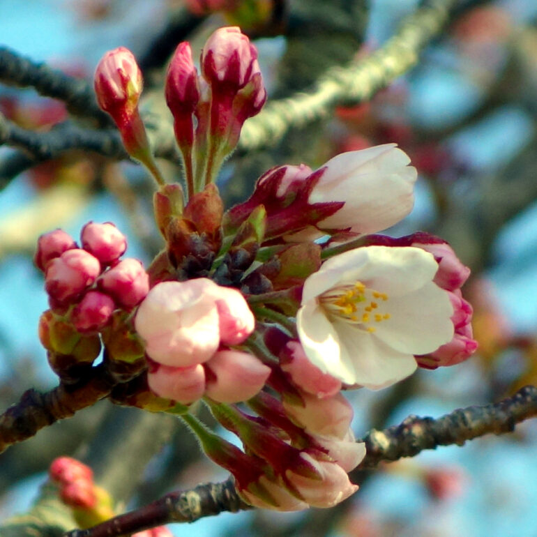 パレス松洲の桜、2022年最初の一輪