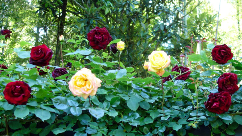 円通院の薔薇園のバラ