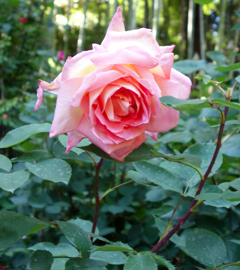 円通院の薔薇園のバラ