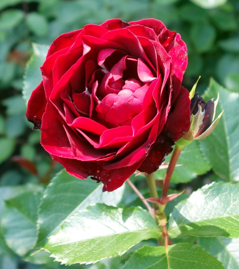 円通院の薔薇園のバラ