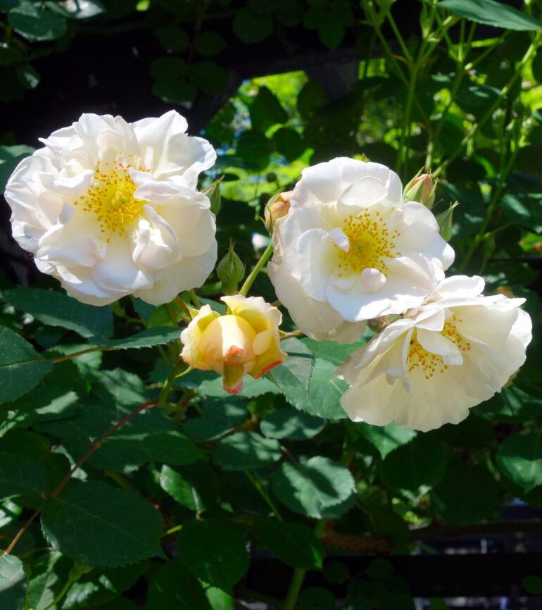 円通院の薔薇園のバラ