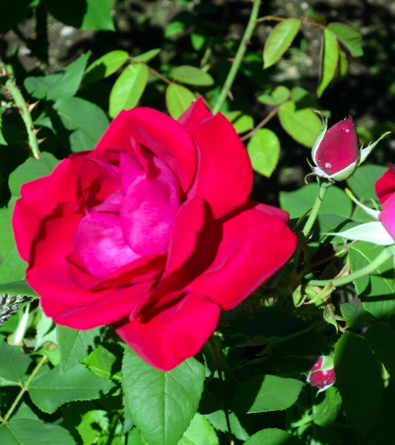 円通院の薔薇園のバラ
