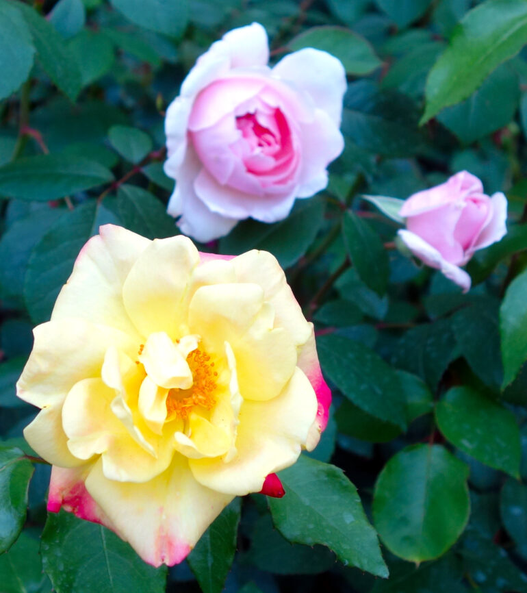 円通院の薔薇園のバラ
