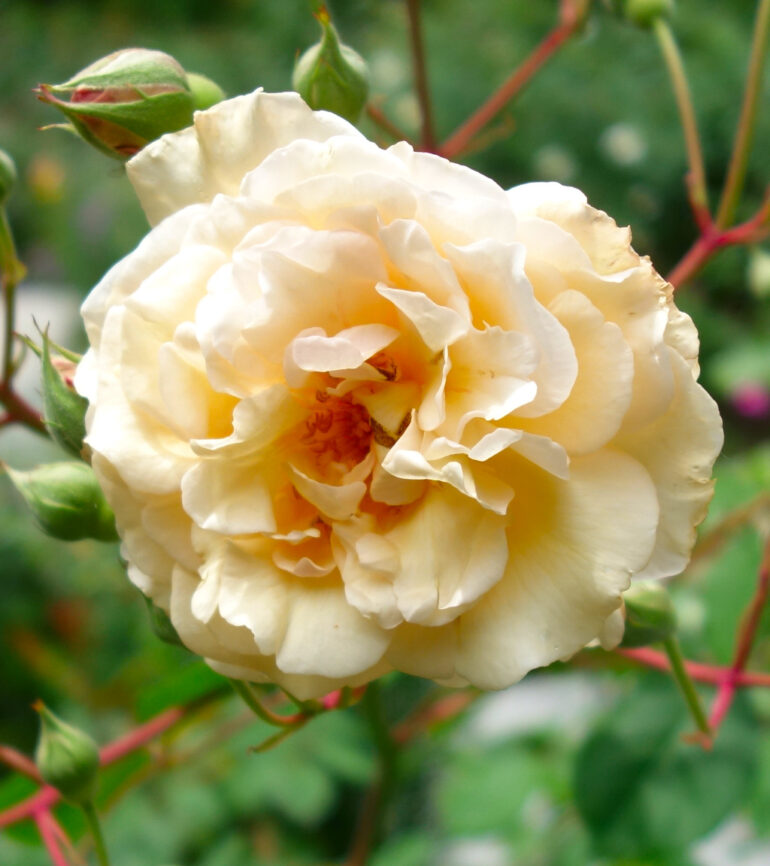円通院の薔薇園のバラ