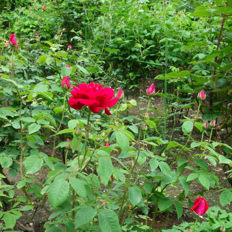 円通院 バラ園の薔薇