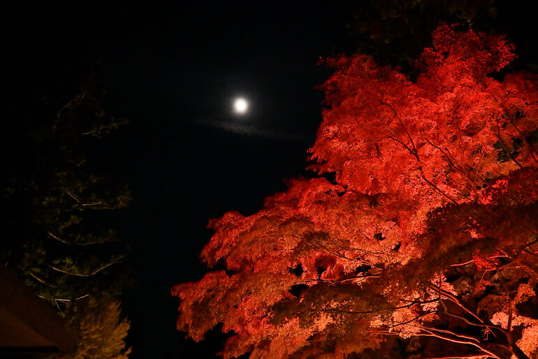 瑞巌寺 秋の夜間参拝（2024年）