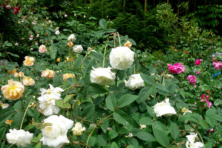 円通院 バラ園の薔薇（2026年）