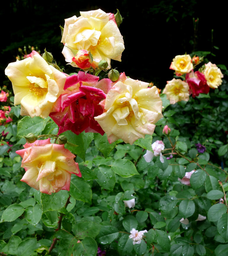 円通院 バラ園の薔薇（2026年）