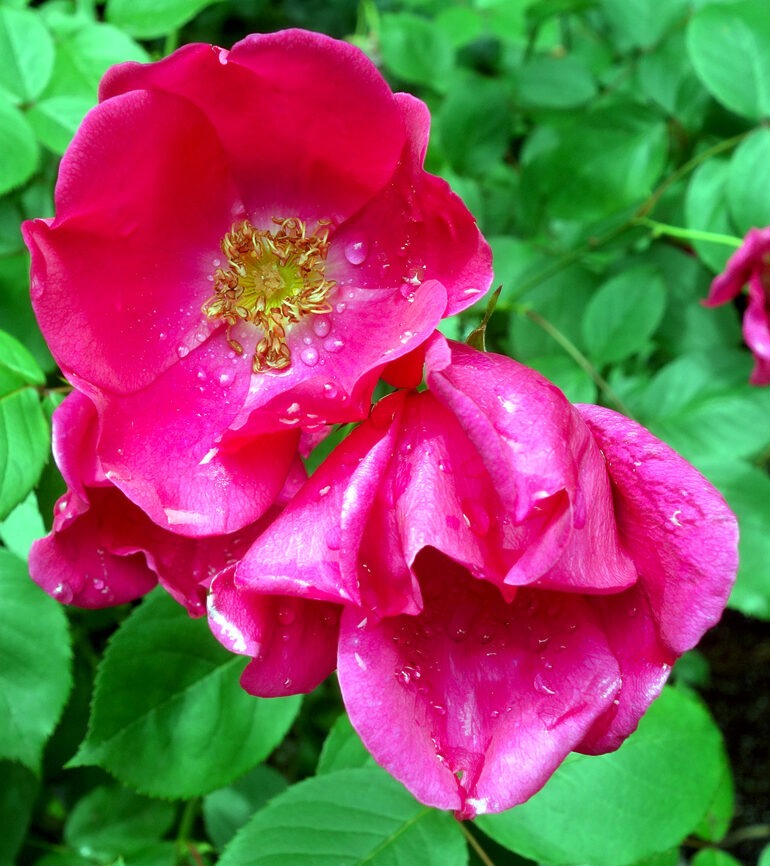 円通院 バラ園の薔薇（2026年）