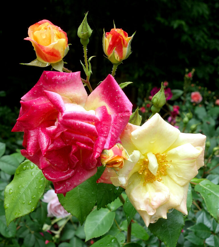 円通院 バラ園の薔薇（2026年）