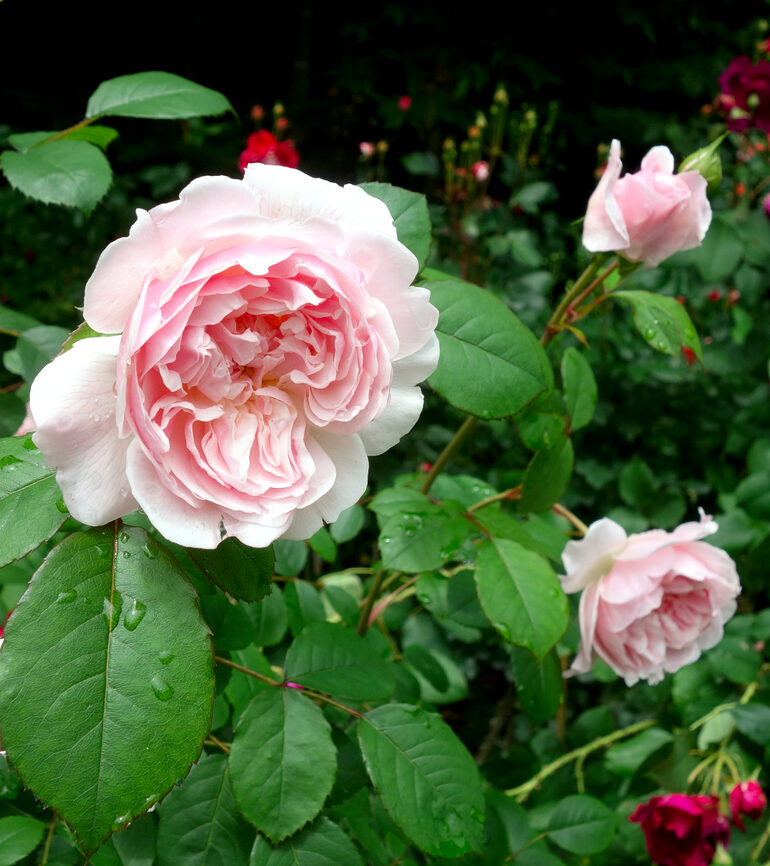 円通院 バラ園の薔薇（2026年）